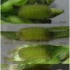 pol coelestinus larva4 volg1